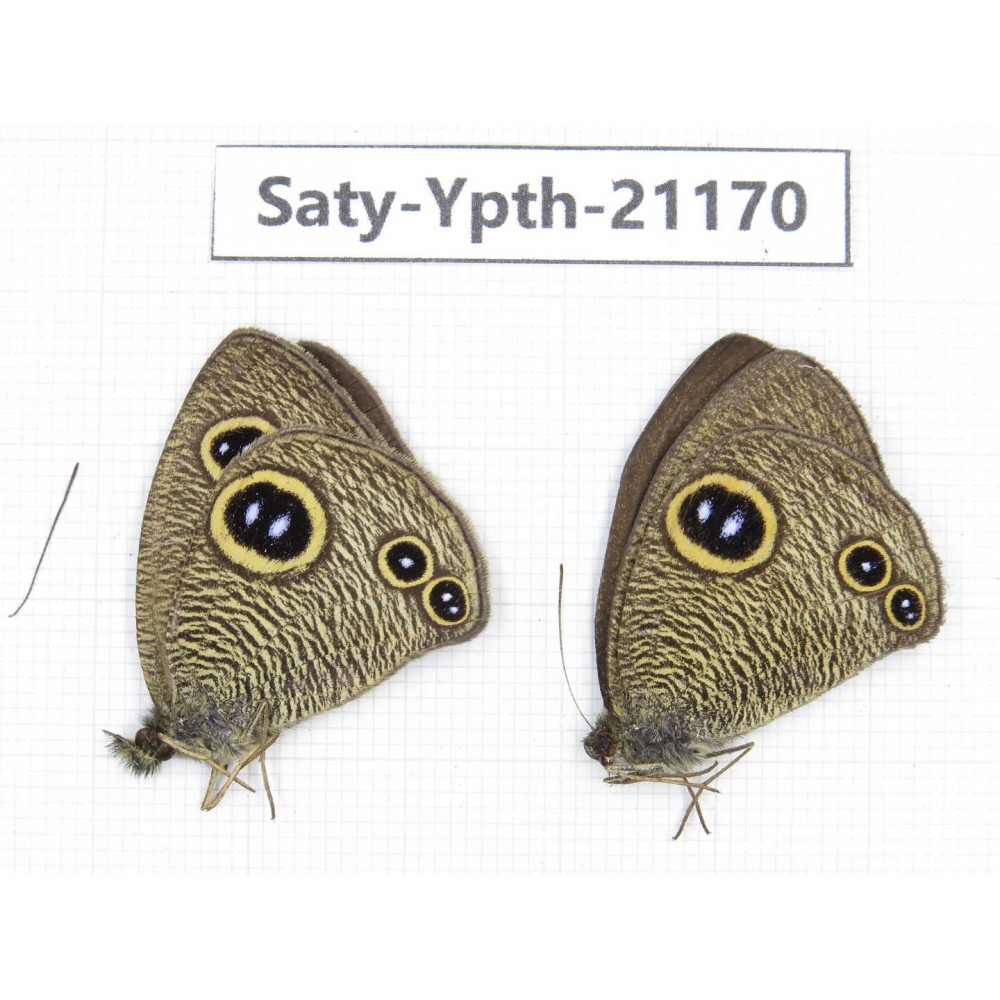 Ypthima sp. China, Tibet, Linzhi, Bomi county. 2M. Saty-Ypth-21170.