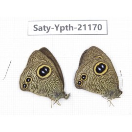 Ypthima sp. China, Tibet, Linzhi, Bomi county. 2M. Saty-Ypth-21170.