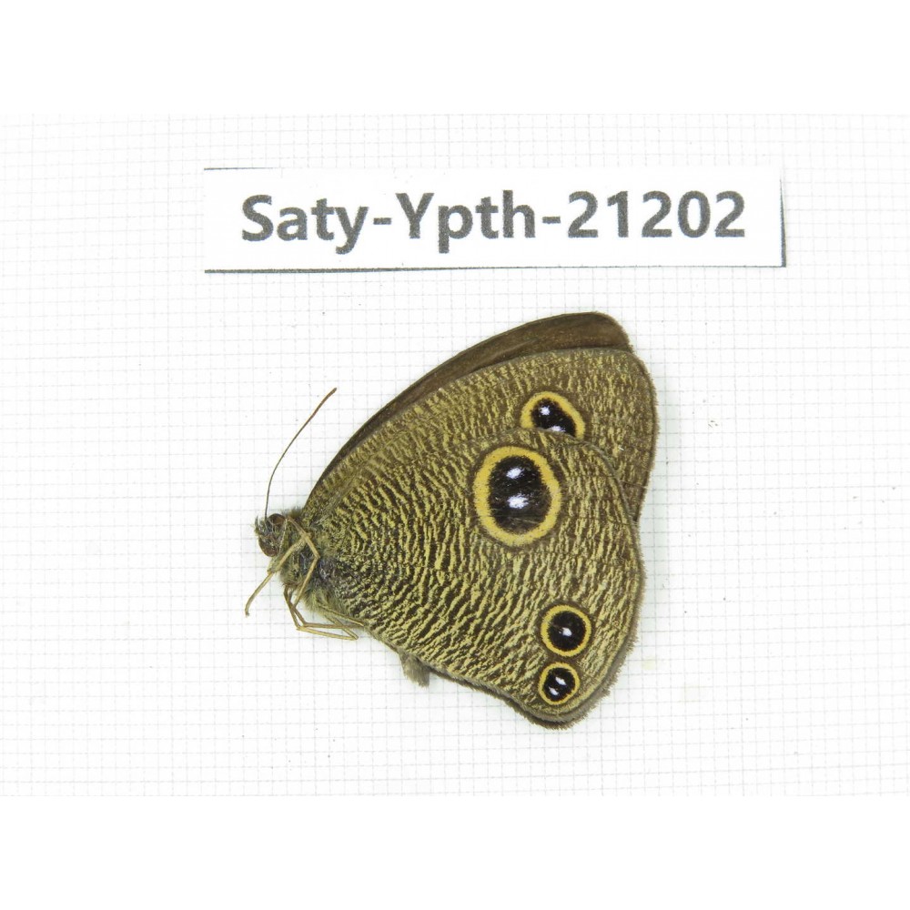 Ypthima sp. China, Tibet, Linzhi, Milin county. 1M. Saty-Ypth-21202.