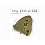 Ypthima sp. China, Tibet, Linzhi, Milin county. 1M. Saty-Ypth-21202.