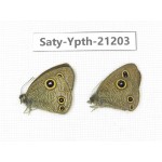 Ypthima sp. China, Tibet, Linzhi, Milin county. 2M. Saty-Ypth-21203.