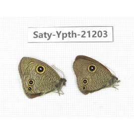 Ypthima sp. China, Tibet, Linzhi, Milin county. 2M. Saty-Ypth-21203.