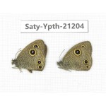 Ypthima sp. China, Tibet, Linzhi, Milin county. 2M. Saty-Ypth-21204.