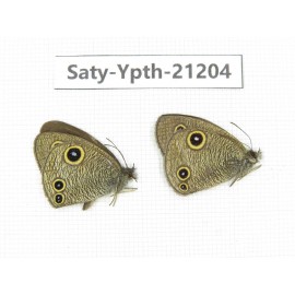 Ypthima sp. China, Tibet, Linzhi, Milin county. 2M. Saty-Ypth-21204.