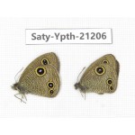 Ypthima sp. China, Tibet, Linzhi, Milin county. 2M. Saty-Ypth-21206.
