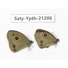 Ypthima sp. China, Tibet, Linzhi, Milin county. 2M. Saty-Ypth-21206.