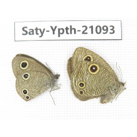 Ypthima sp. China, Yunnan, Dali area, C of Mt.Cangshan. 1P. Saty-Ypth-21093.