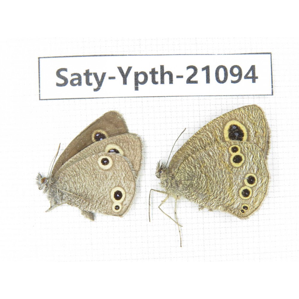 Ypthima sp. China, Yunnan, Dali area, C of Mt.Cangshan. 1P. Saty-Ypth-21094.