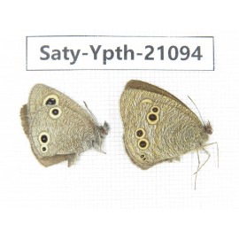Ypthima sp. China, Yunnan, Dali area, C of Mt.Cangshan. 1P. Saty-Ypth-21094.