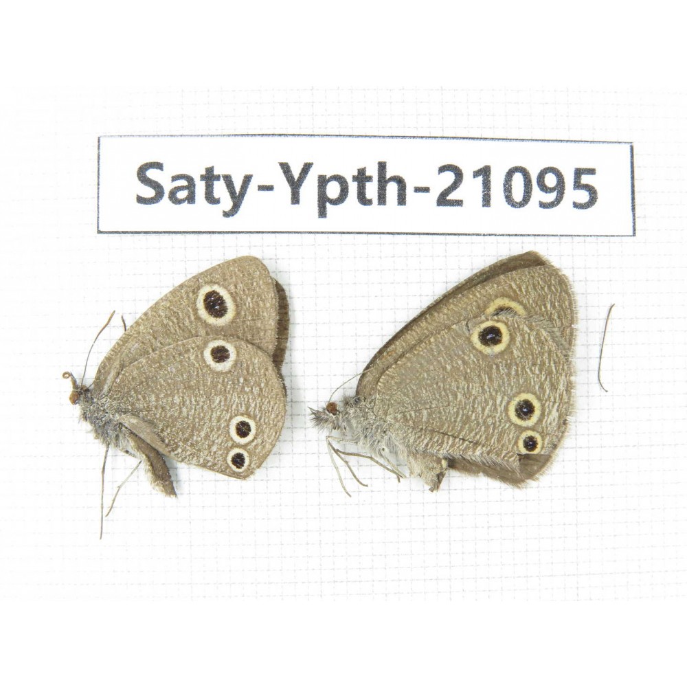 Ypthima sp. China, Yunnan, Dali area, C of Mt.Cangshan. 1P. Saty-Ypth-21095.