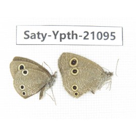 Ypthima sp. China, Yunnan, Dali area, C of Mt.Cangshan. 1P. Saty-Ypth-21095.