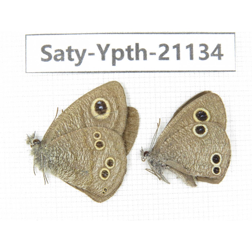 Ypthima sp. China, Yunnan, Dali area, C of Mt.Cangshan. 2M. Saty-Ypth-21134.