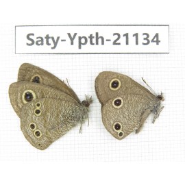 Ypthima sp. China, Yunnan, Dali area, C of Mt.Cangshan. 2M. Saty-Ypth-21134.