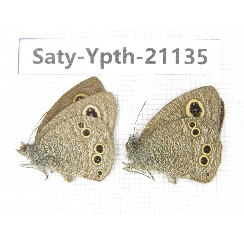 Ypthima sp. China, Yunnan, Dali area, C of Mt.Cangshan. 2M. Saty-Ypth-21135.