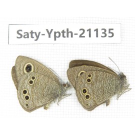 Ypthima sp. China, Yunnan, Dali area, C of Mt.Cangshan. 2M. Saty-Ypth-21135.