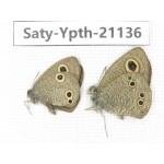Ypthima sp. China, Yunnan, Dali area, C of Mt.Cangshan. 2M. Saty-Ypth-21136.