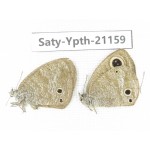 Ypthima sp. China, Yunnan, Dali area, C of Mt.Cangshan. 2F. Saty-Ypth-21159.