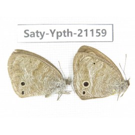 Ypthima sp. China, Yunnan, Dali area, C of Mt.Cangshan. 2F. Saty-Ypth-21159.