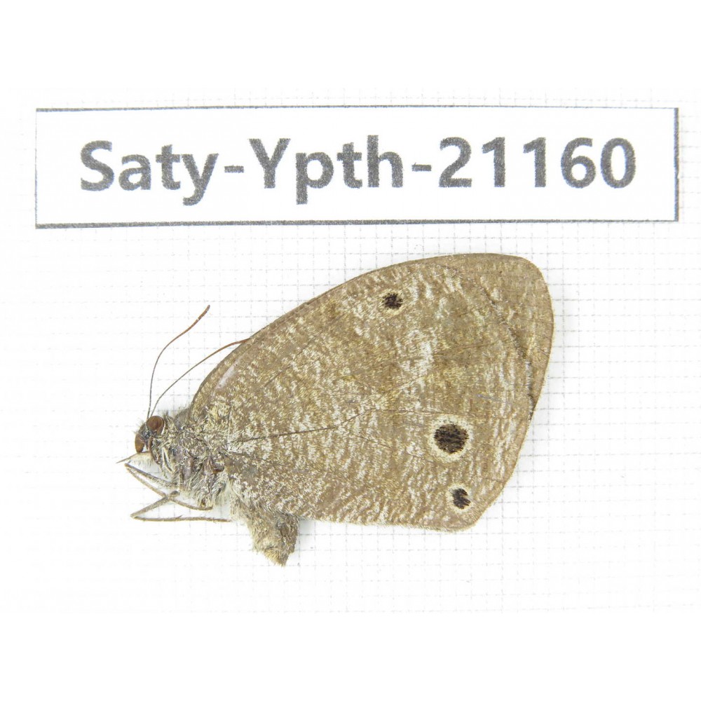 Ypthima sp. China, Yunnan, Dali area, C of Mt.Cangshan. 1F. Saty-Ypth-21160.
