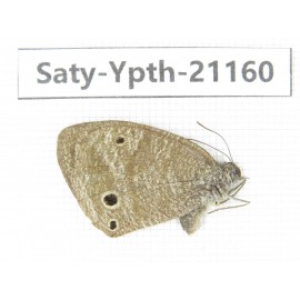 Ypthima sp. China, Yunnan, Dali area, C of Mt.Cangshan. 1F. Saty-Ypth-21160.