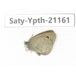 Ypthima sp. China, Yunnan, Dali area, C of Mt.Cangshan. 1M. Saty-Ypth-21161.