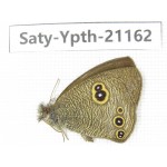 Ypthima sp. China, Yunnan, Dali area, C of Mt.Cangshan. 1M. Saty-Ypth-21162.
