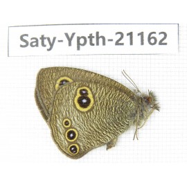 Ypthima sp. China, Yunnan, Dali area, C of Mt.Cangshan. 1M. Saty-Ypth-21162.
