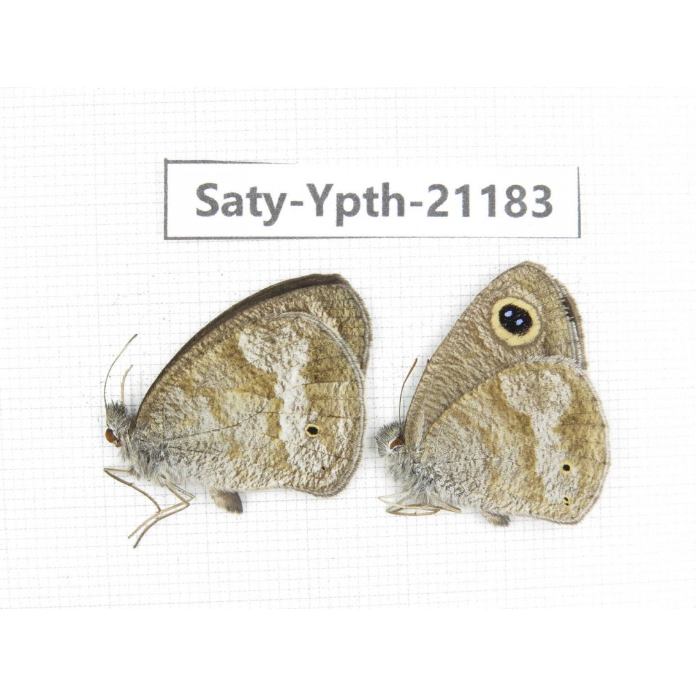 Ypthima sp. China, Yunnan, Dali, Fengyi town. 2M. Saty-Ypth-21183.