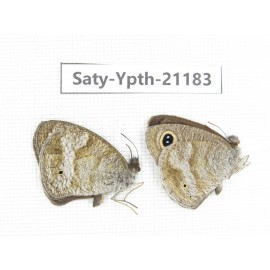 Ypthima sp. China, Yunnan, Dali, Fengyi town. 2M. Saty-Ypth-21183.