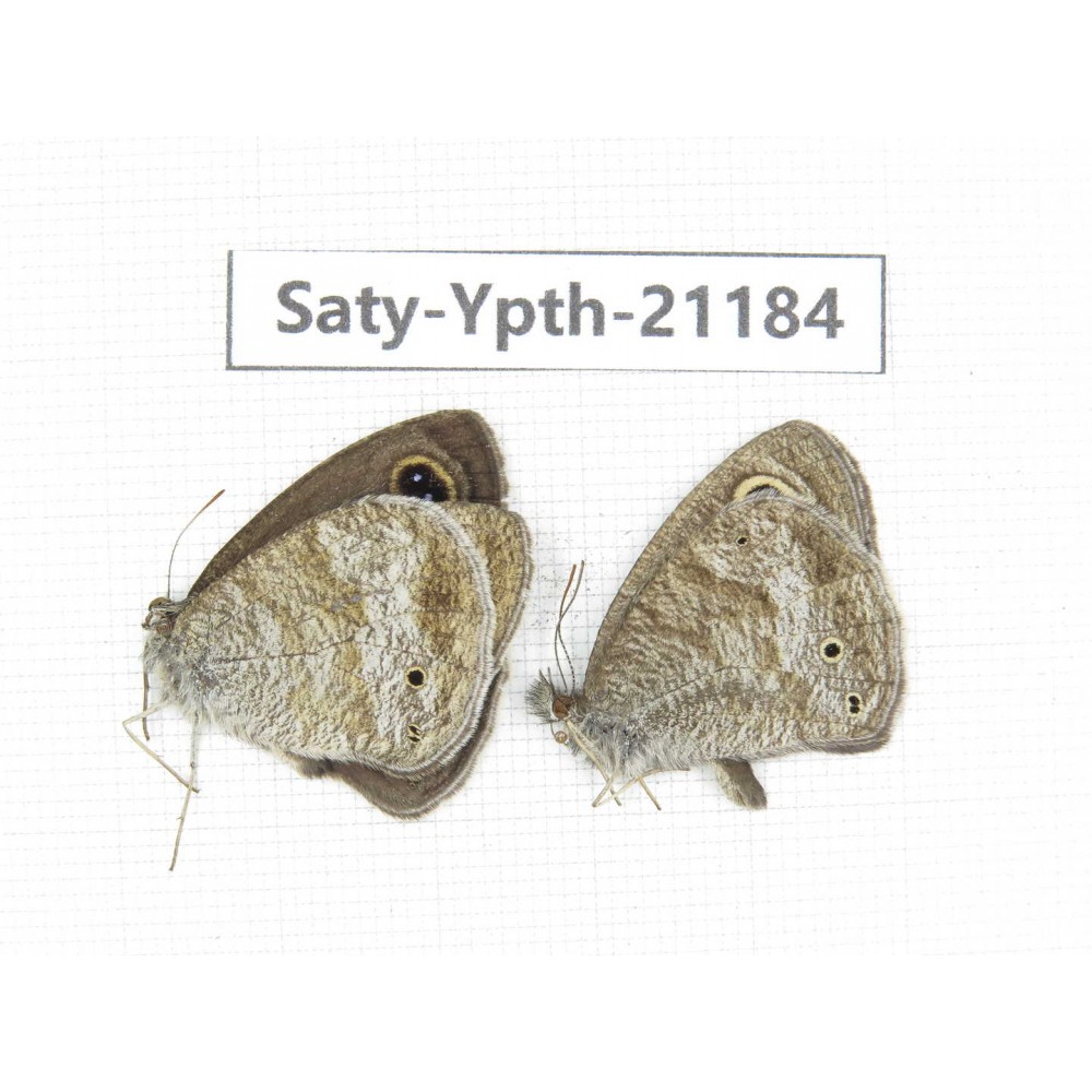 Ypthima sp. China, Yunnan, Dali, Fengyi town. 2M. Saty-Ypth-21184.