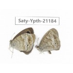 Ypthima sp. China, Yunnan, Dali, Fengyi town. 2M. Saty-Ypth-21184.