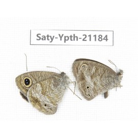 Ypthima sp. China, Yunnan, Dali, Fengyi town. 2M. Saty-Ypth-21184.