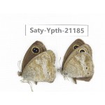 Ypthima sp. China, Yunnan, Dali, Fengyi town. 2M. Saty-Ypth-21185.