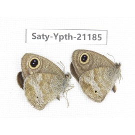 Ypthima sp. China, Yunnan, Dali, Fengyi town. 2M. Saty-Ypth-21185.