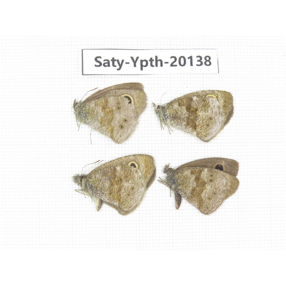 Ypthima sp. China, Yunnan, Dali, Fengyi town. 4M. Saty-Ypth-20138.