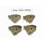 Ypthima kitawakii (Only Yunnan). China, Yunnan, Lijiang, C of Mt. Yunling. 4M. Saty-Ypth-20002.