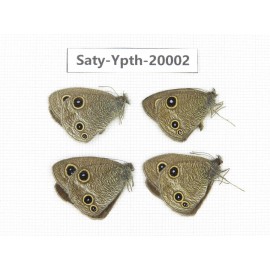 Ypthima kitawakii (Only Yunnan). China, Yunnan, Lijiang, C of Mt. Yunling. 4M. Saty-Ypth-20002.