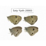 Ypthima kitawakii (Only Yunnan). China, Yunnan, Lijiang, C of Mt. Yunling. 4M. Saty-Ypth-20003.