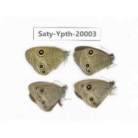 Ypthima kitawakii (Only Yunnan). China, Yunnan, Lijiang, C of Mt. Yunling. 4M. Saty-Ypth-20003.