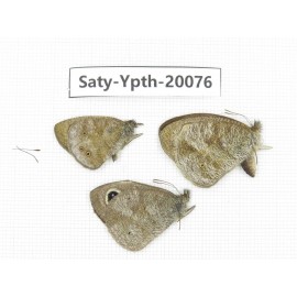 Ypthima sp. China, Yunnan, Lijiang, C of Mt. Yunling. 3M. Saty-Ypth-20076.