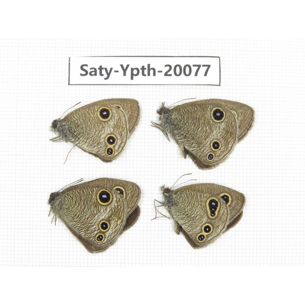 Ypthima kitawakii (Only Yunnan). China, Yunnan, Lijiang, C of Mt. Yunling. 4M. Saty-Ypth-20077.