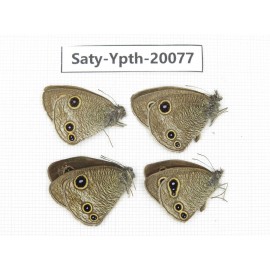 Ypthima kitawakii (Only Yunnan). China, Yunnan, Lijiang, C of Mt. Yunling. 4M. Saty-Ypth-20077.