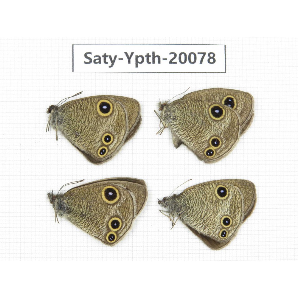 Ypthima kitawakii (Only Yunnan). China, Yunnan, Lijiang, C of Mt. Yunling. 4M. Saty-Ypth-20078.