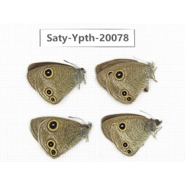 Ypthima kitawakii (Only Yunnan). China, Yunnan, Lijiang, C of Mt. Yunling. 4M. Saty-Ypth-20078.