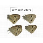 Ypthima kitawakii (Only Yunnan). China, Yunnan, Lijiang, C of Mt. Yunling. 4M. Saty-Ypth-20079.