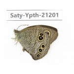 Ypthima sp. China, Yunnan, Nujiang, N of Mt.Biluoxueshan. 1M. Saty-Ypth-21201.