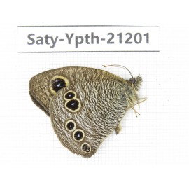 Ypthima sp. China, Yunnan, Nujiang, N of Mt.Biluoxueshan. 1M. Saty-Ypth-21201.