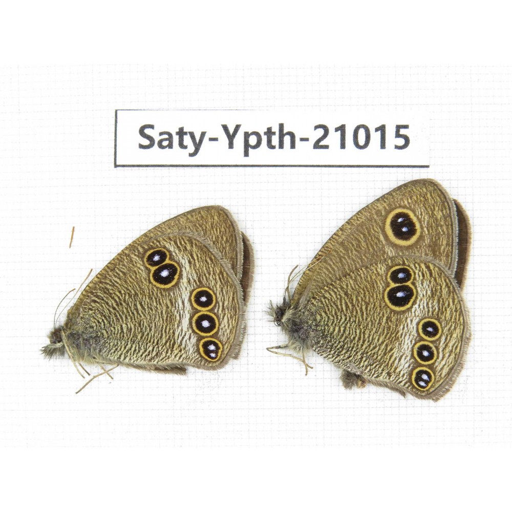 Ypthima medusa. China, Yunnan, Xiangerila, S of Weixi county. 2M. Saty-Ypth-21015.