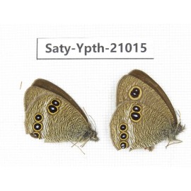 Ypthima medusa. China, Yunnan, Xiangerila, S of Weixi county. 2M. Saty-Ypth-21015.