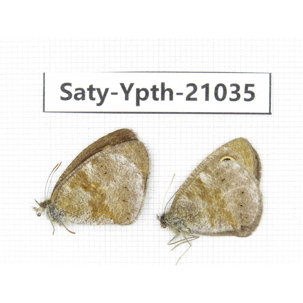 Ypthima sp. China, Yunnan, Xiangerila, S of Weixi county. 2M. Saty-Ypth-21035.